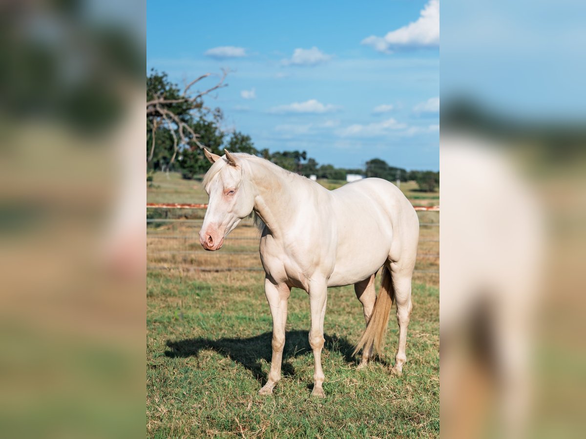 American Quarter Horse Wallach 3 Jahre Cremello in Forney