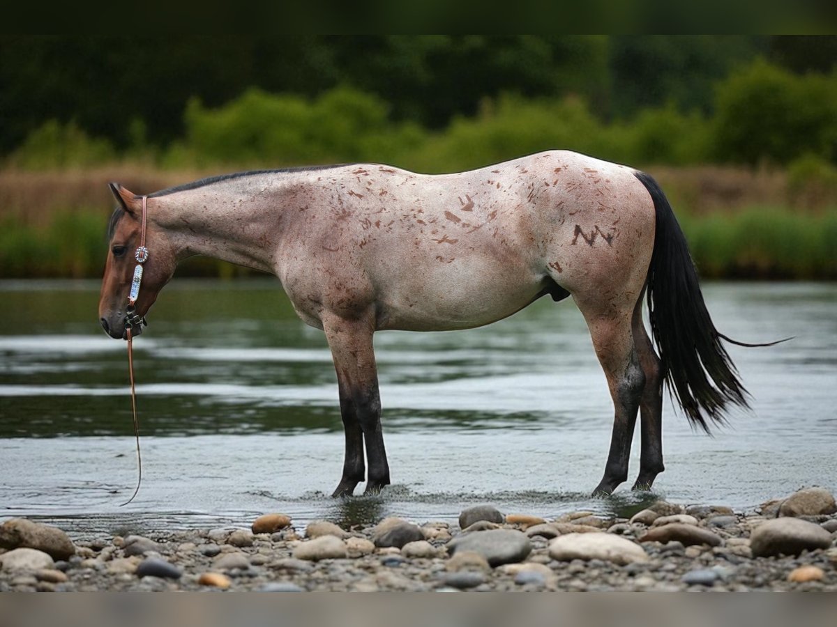American Quarter Horse Wallach 3 Jahre Roan-Bay in Fort Collins