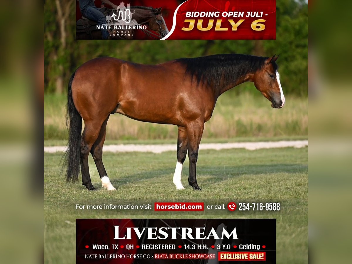 American Quarter Horse Wallach 3 Jahre Rotbrauner in Waco