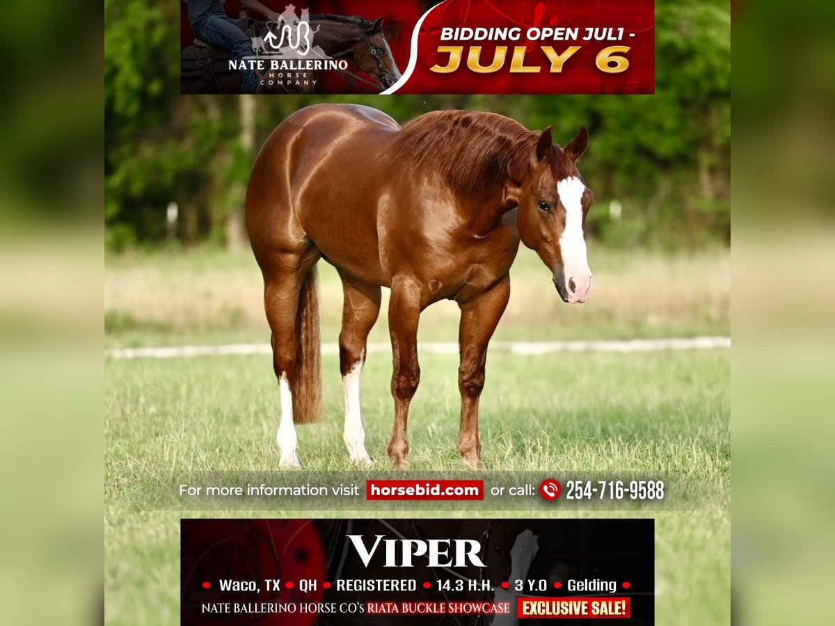 American Quarter Horse Wallach 3 Jahre Rotfuchs in Waco