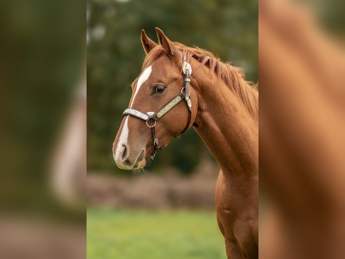 American Quarter Horse Wallach 3 Jahre Rotfuchs in Baal