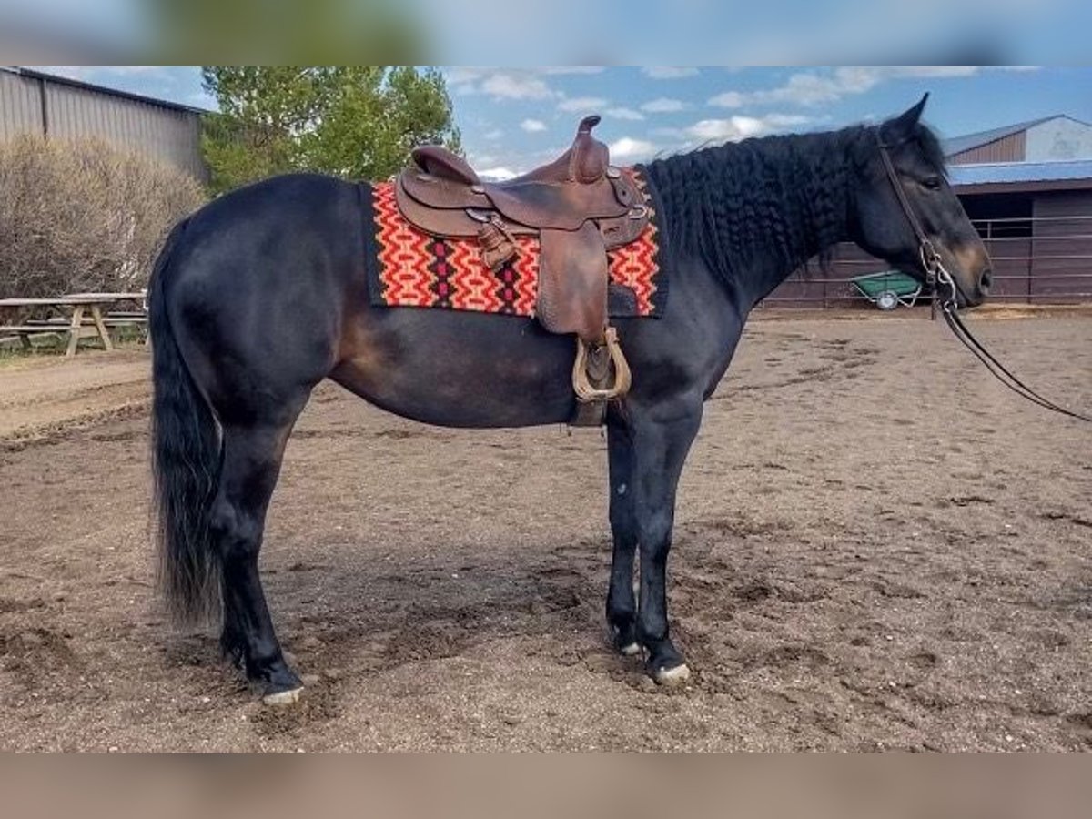 American Quarter Horse Wallach 4 Jahre 142 cm Rappe in Wilsall