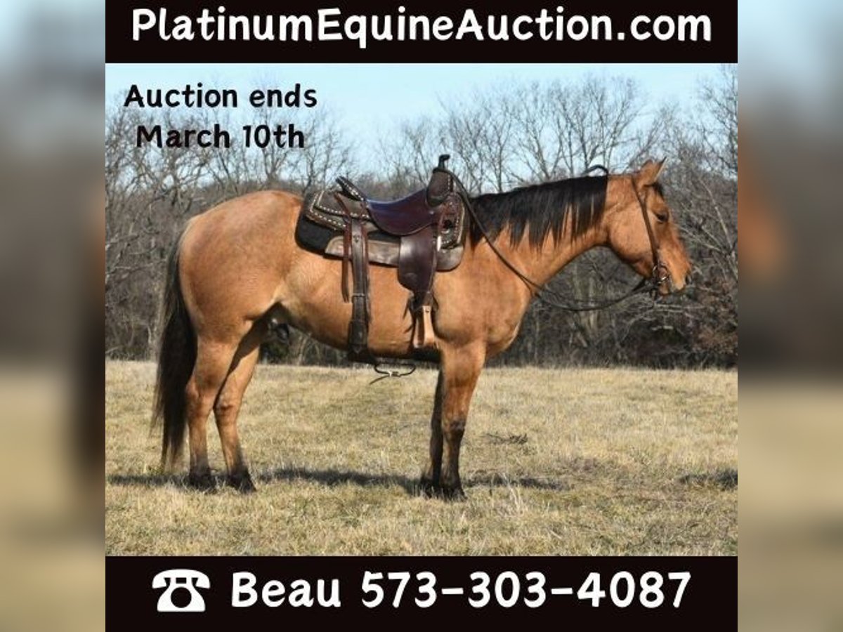 American Quarter Horse Wallach 4 Jahre 145 cm Falbe in Sweet Springs MO
