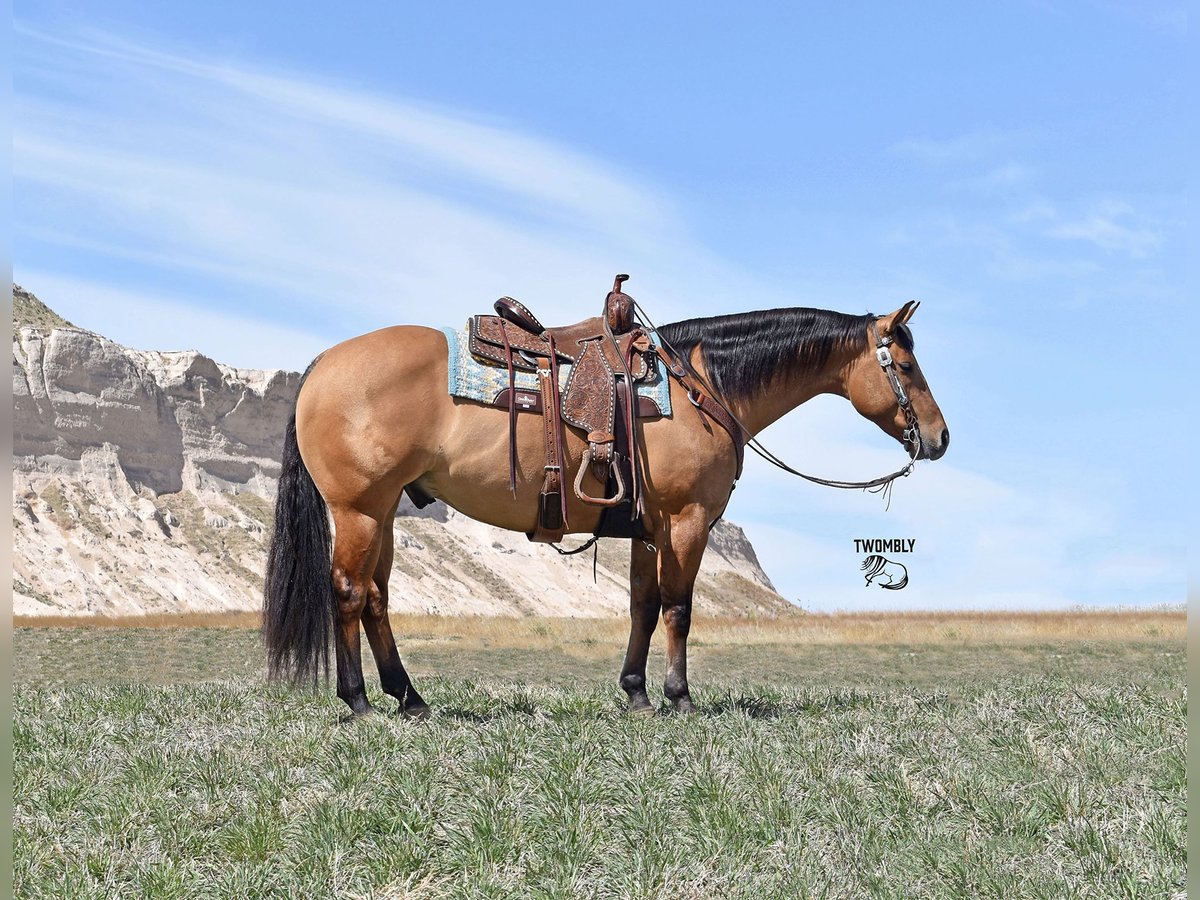 American Quarter Horse Wallach 4 Jahre 145 cm Falbe in Bayard, Nebraska