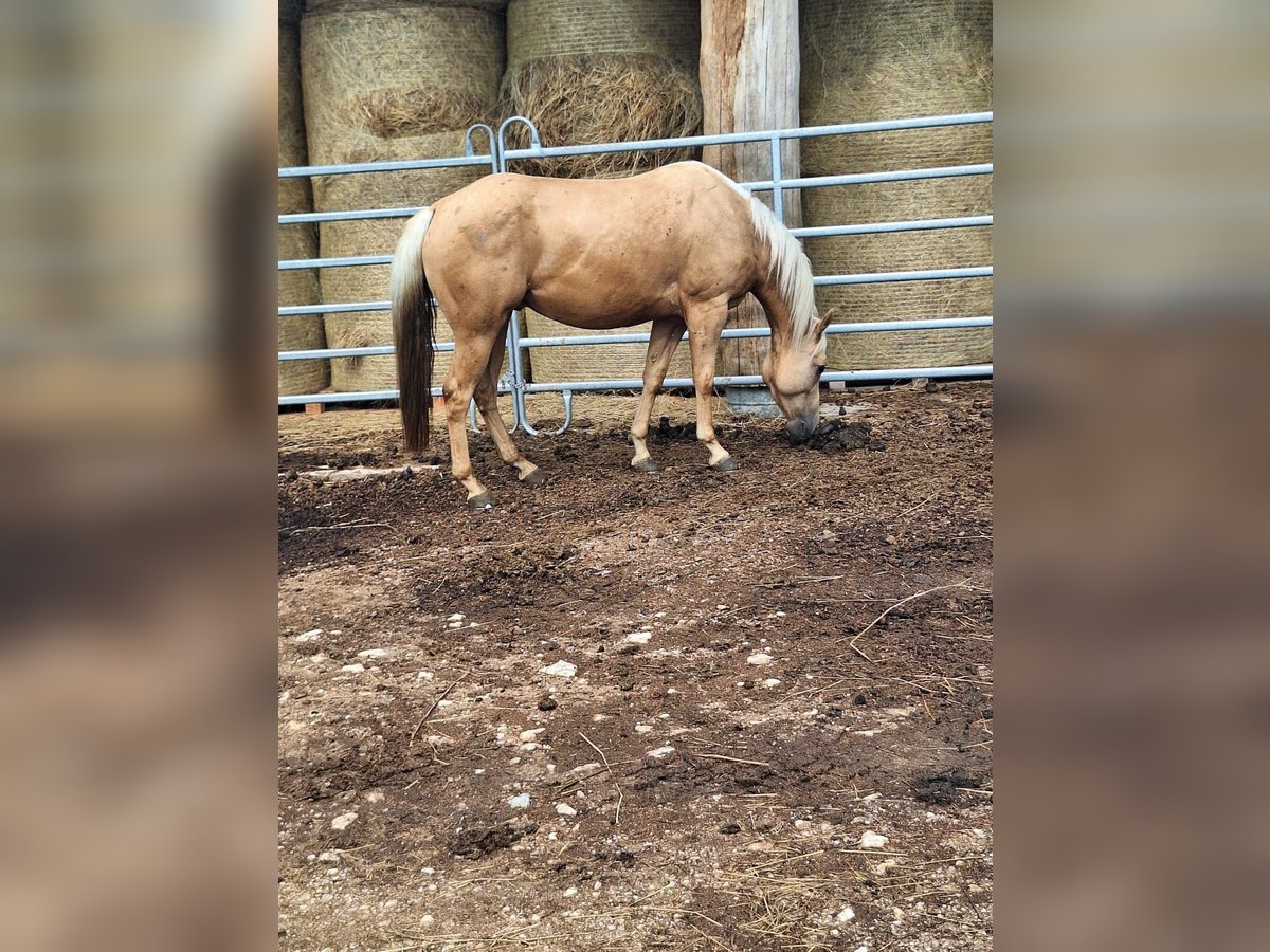American Quarter Horse Wallach 4 Jahre 145 cm Palomino in Koprivnica