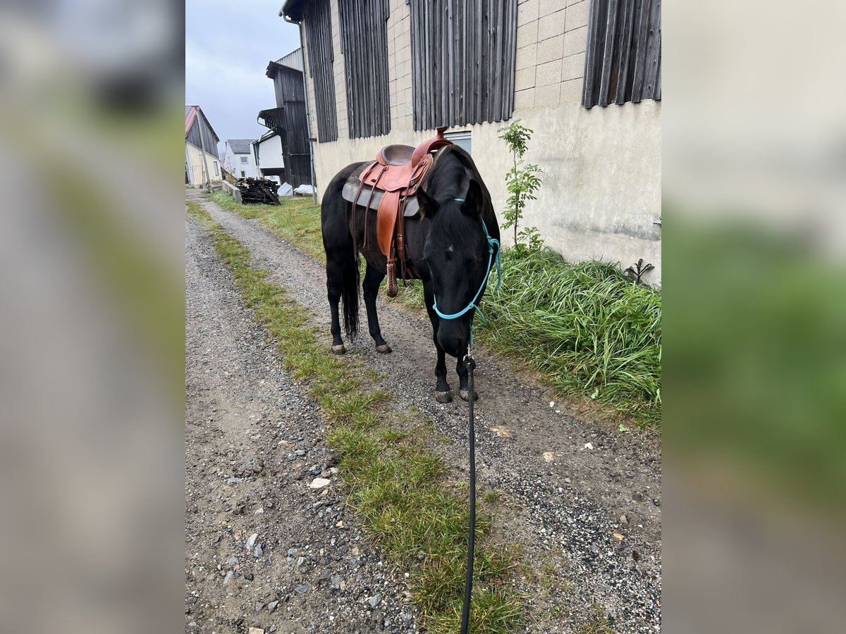 American Quarter Horse Wallach 4 Jahre 145 cm Rappe in Großgöttfritz