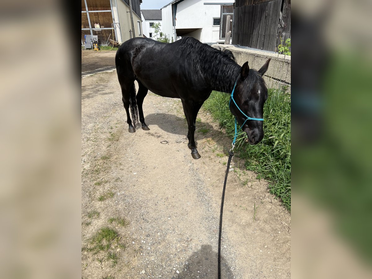 American Quarter Horse Wallach 4 Jahre 145 cm Rappe in Gro&#xDF;g&#xF6;ttfritz