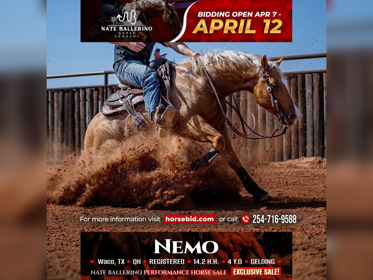 American Quarter Horse Wallach 4 Jahre 147 cm in Waco, TX