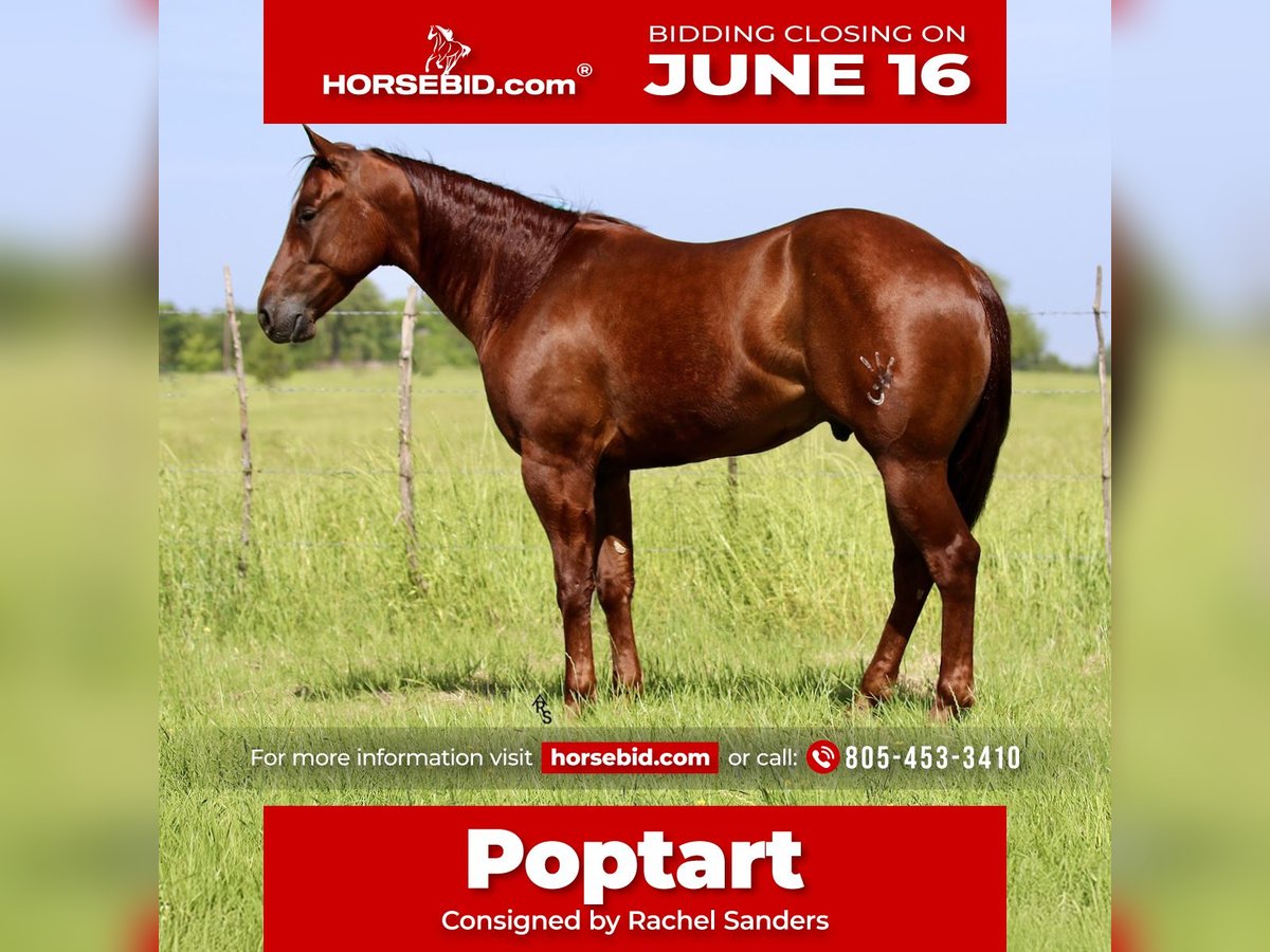 American Quarter Horse Wallach 4 Jahre 147 cm Rotfuchs in Whitesboro, TX