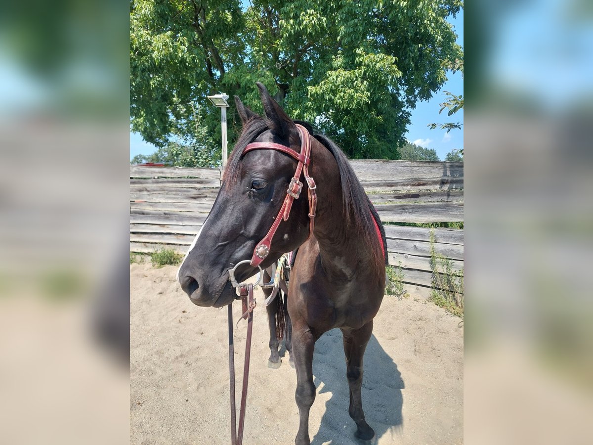 American Quarter Horse Wallach 4 Jahre 148 cm Rappe in Gratkorn