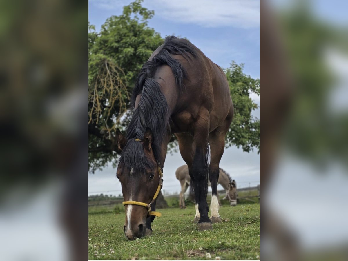 American Quarter Horse Wallach 4 Jahre 149 cm Brauner in Diemelstadt