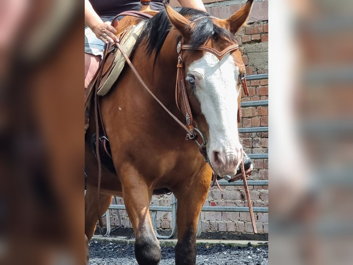 American Quarter Horse Wallach 4 Jahre 150 cm Brauner in Kraichtal
