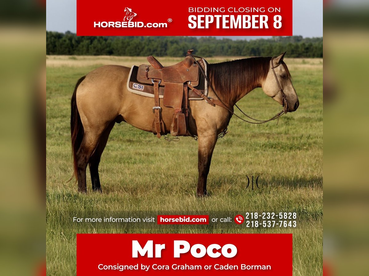 American Quarter Horse Wallach 4 Jahre 150 cm Buckskin in Backus