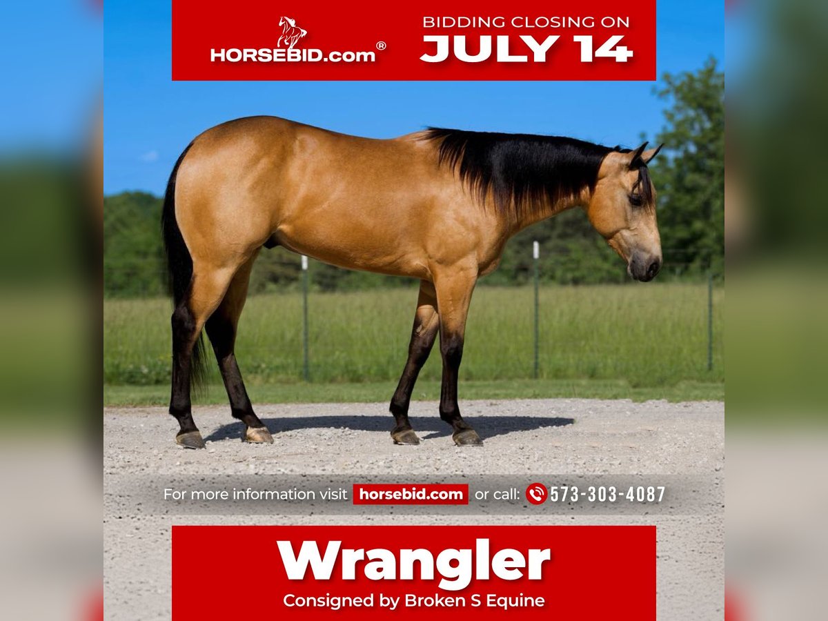 American Quarter Horse Wallach 4 Jahre 150 cm Buckskin in Marshall, MO