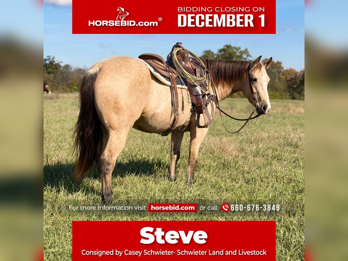 American Quarter Horse Wallach 4 Jahre 150 cm Buckskin in Shelbina