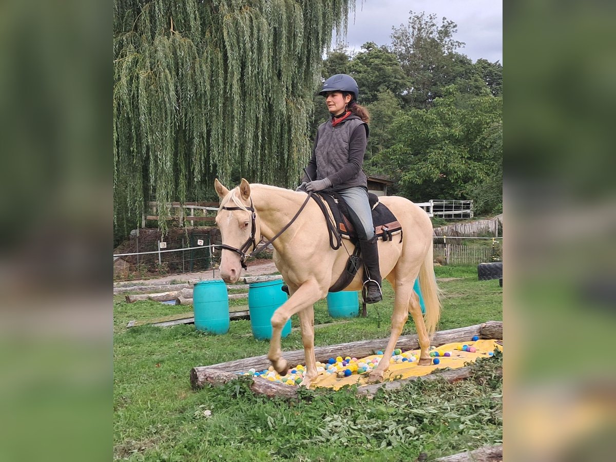 American Quarter Horse, Wallach in Bayerbach