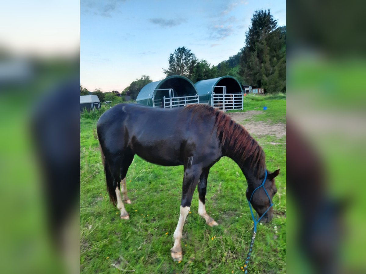 American Quarter Horse Wallach 4 Jahre 150 cm Dunkelbrauner in Fürhen /Opsen