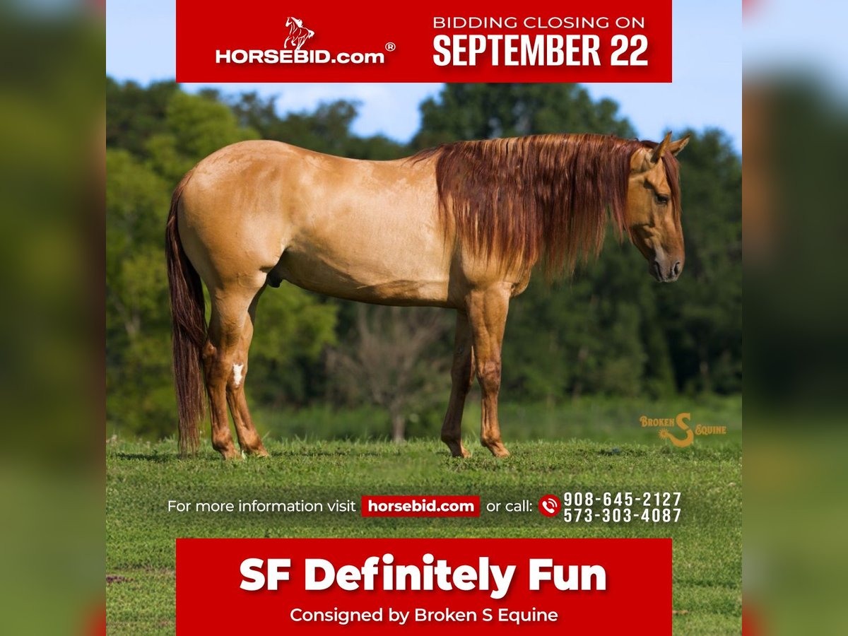 American Quarter Horse Wallach 4 Jahre 150 cm Falbe in Bogard