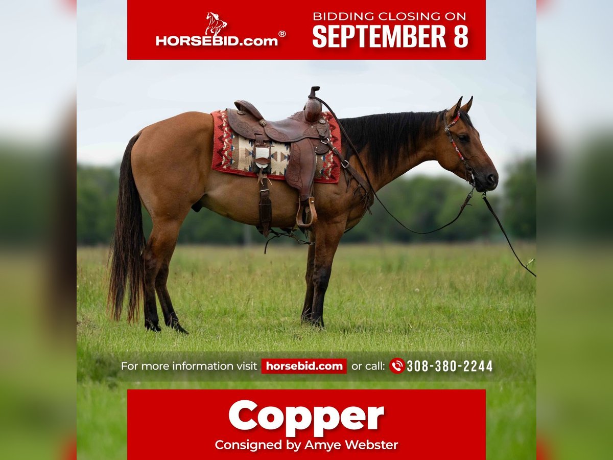 American Quarter Horse Wallach 4 Jahre 150 cm Falbe in Grand Island