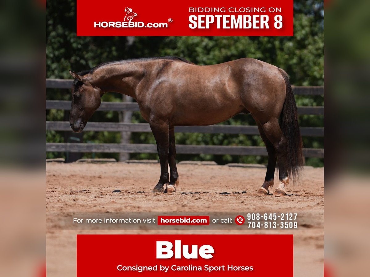 American Quarter Horse Wallach 4 Jahre 150 cm Grullo in Clover, SC