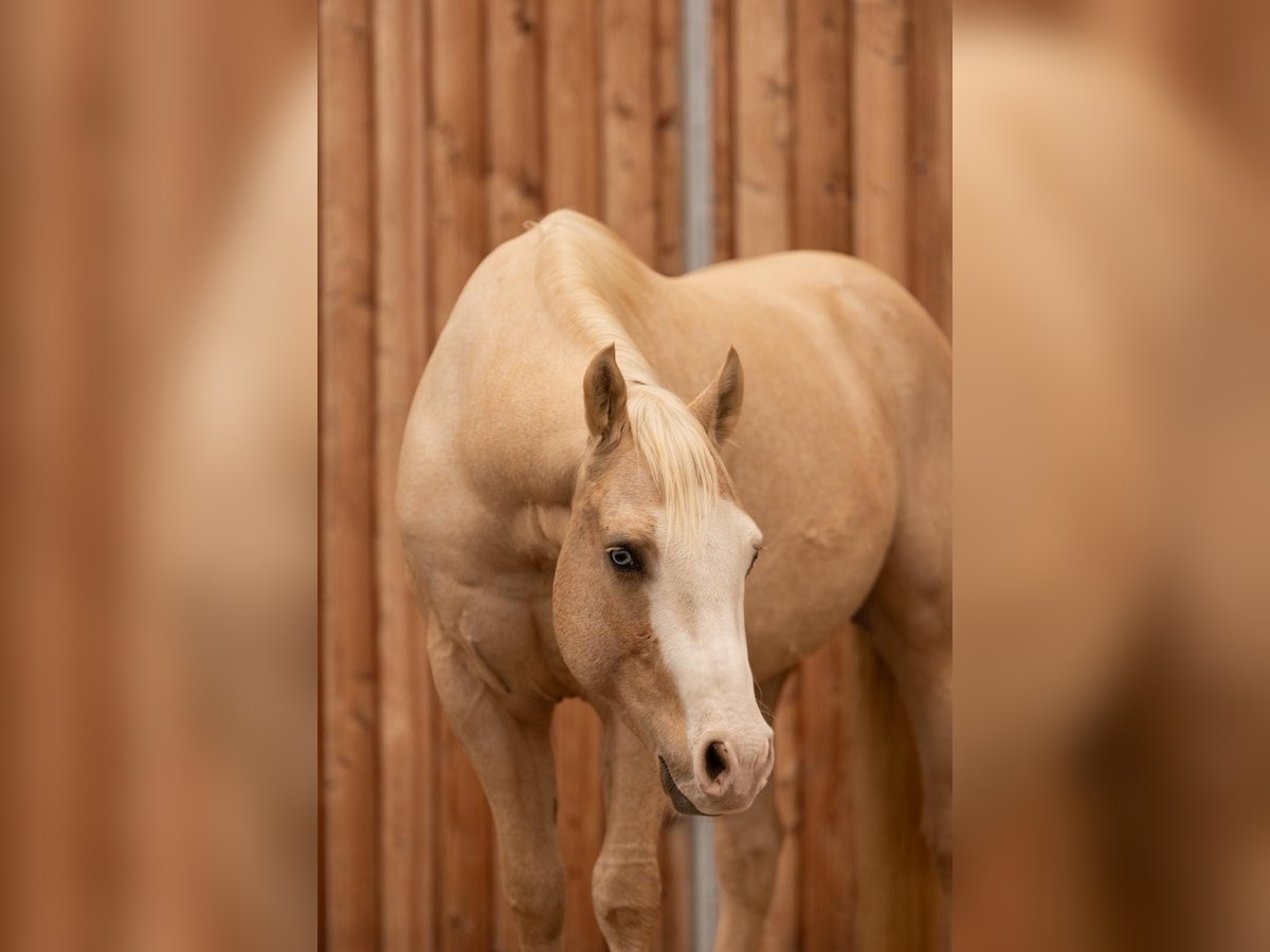 American Quarter Horse Wallach 4 Jahre 150 cm Palomino in Hundsangen