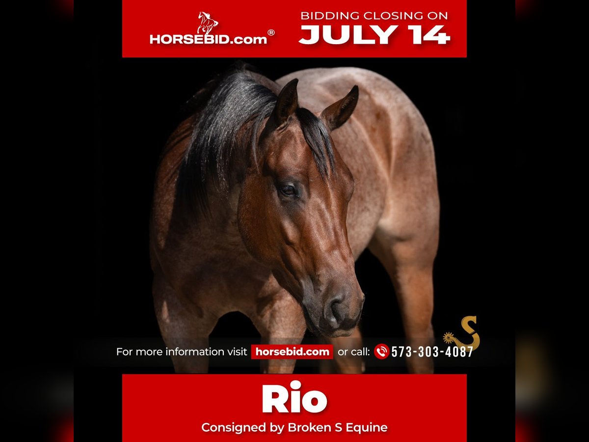 American Quarter Horse Wallach 4 Jahre 150 cm Roan-Bay in Bogard, MO