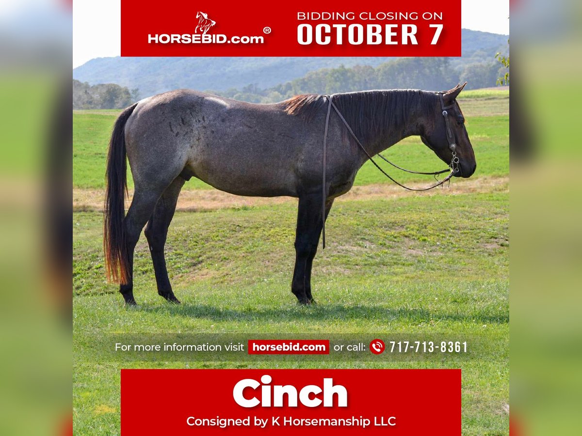 American Quarter Horse Wallach 4 Jahre 150 cm Roan-Bay in Landisburg, PA