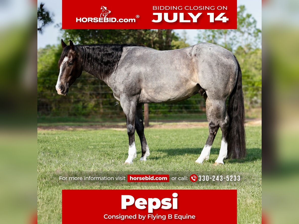 American Quarter Horse Wallach 4 Jahre 150 cm Roan-Blue in Lufkin, TX