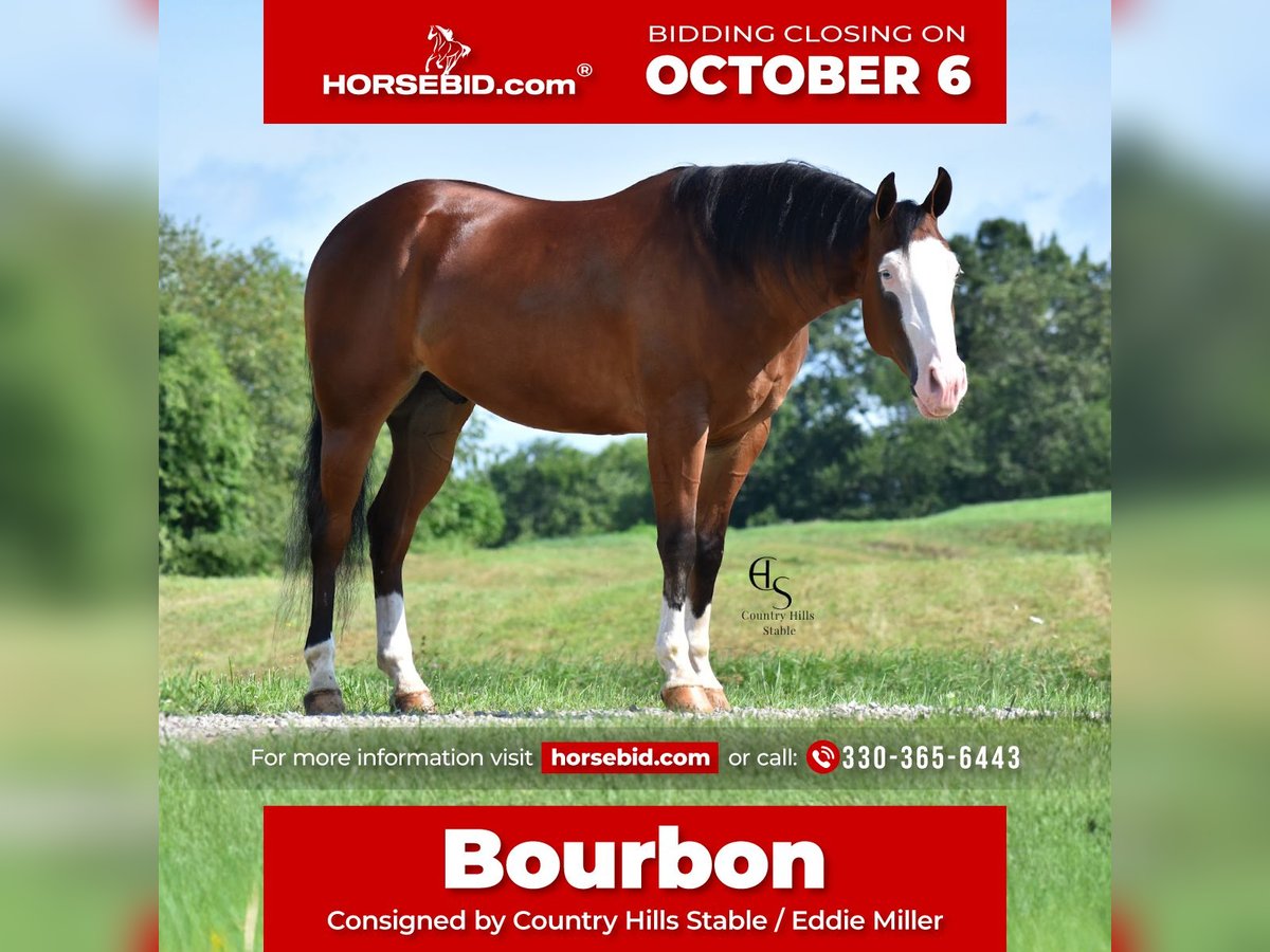 American Quarter Horse Wallach 4 Jahre 150 cm Rotbrauner in Baltic