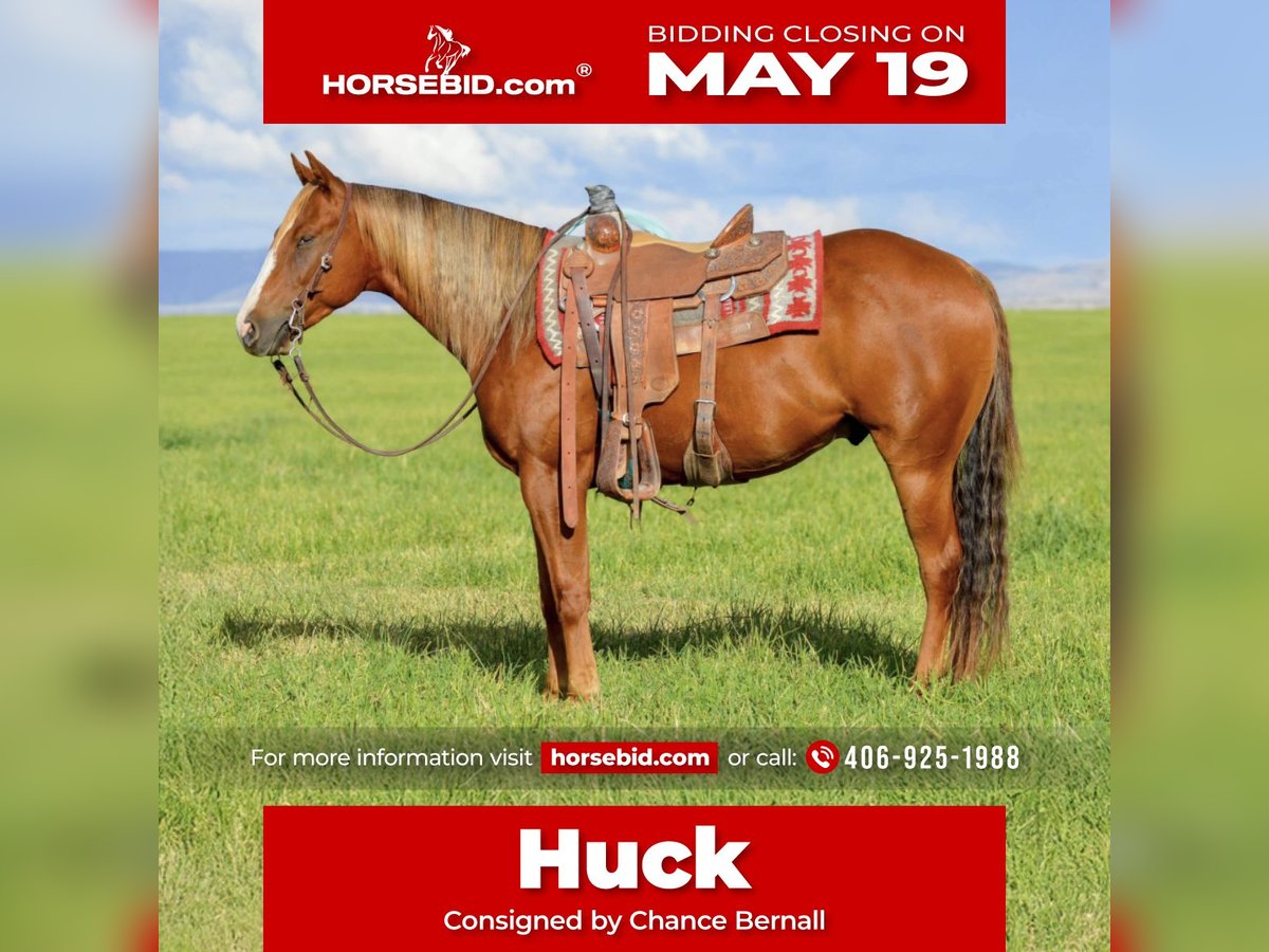 American Quarter Horse Wallach 4 Jahre 150 cm Rotfuchs in Dillon, MT
