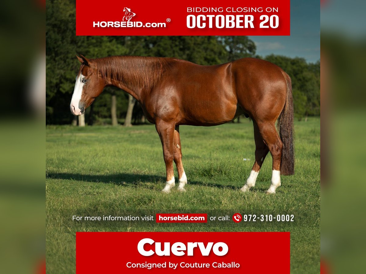American Quarter Horse Wallach 4 Jahre 150 cm Rotfuchs in Gainesville, TX