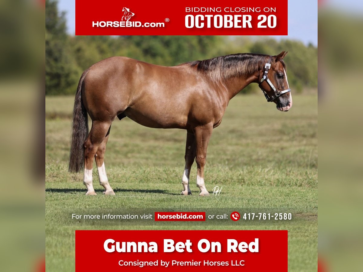 American Quarter Horse Wallach 4 Jahre 150 cm Rotfuchs in Buffalo