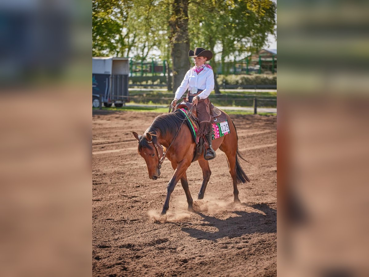 American Quarter Horse, Wallach in Haren
