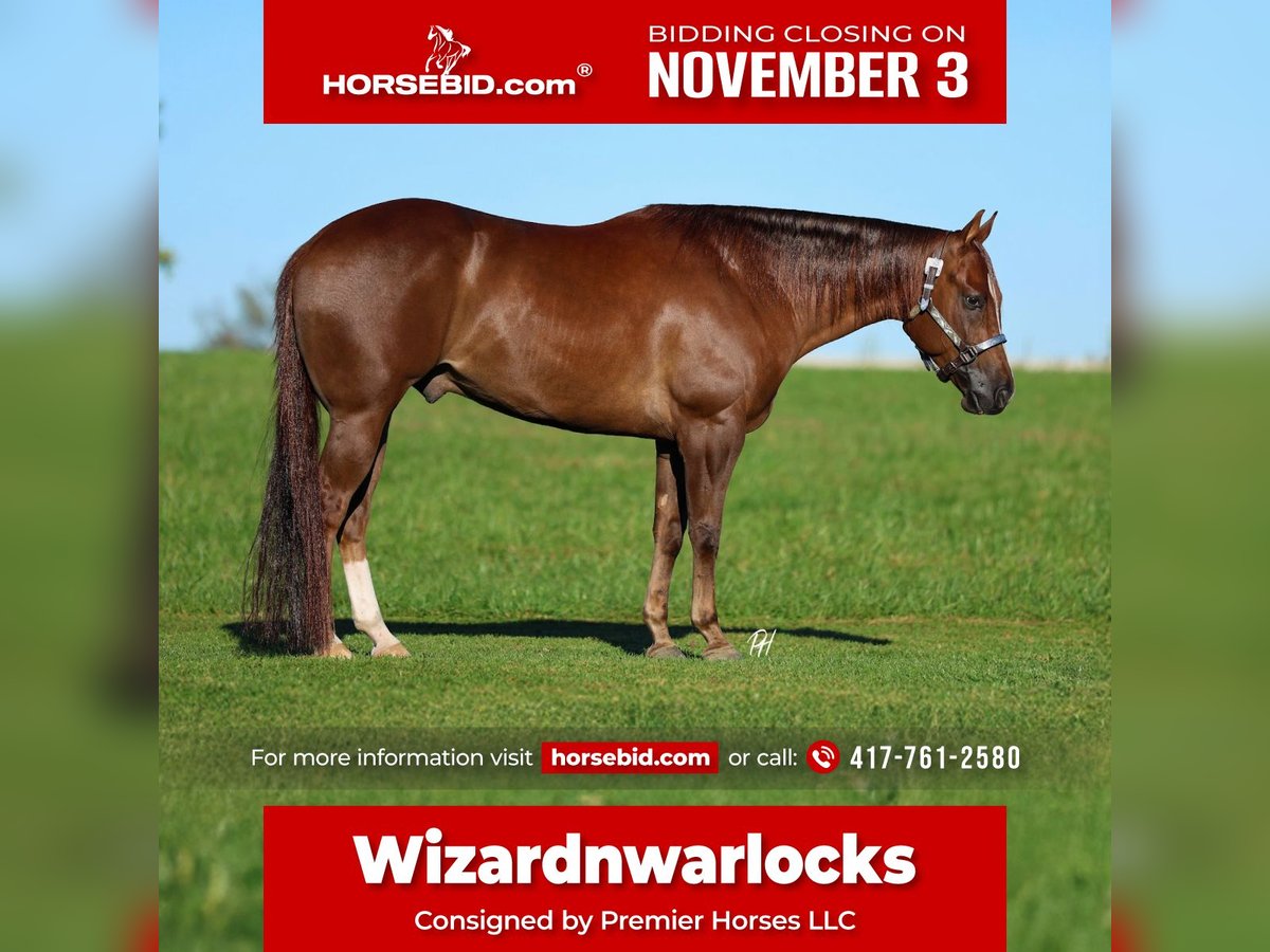 American Quarter Horse Wallach 4 Jahre 152 cm Dunkelfuchs in Buffalo