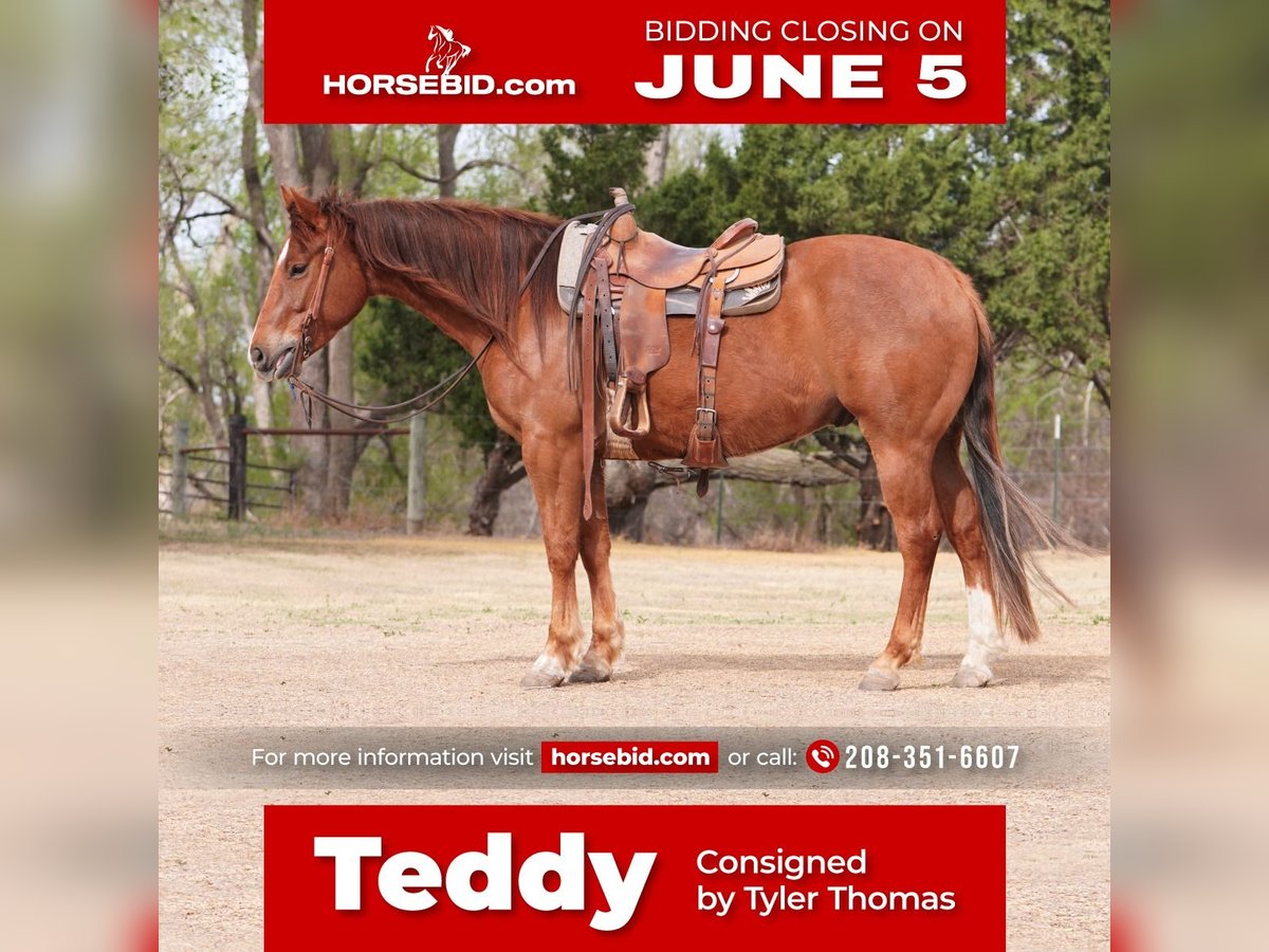 American Quarter Horse Wallach 4 Jahre 152 cm Dunkelfuchs in Canadian, TX