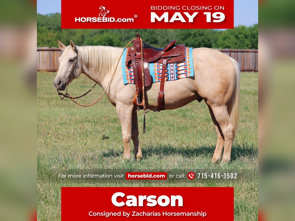 American Quarter Horse Wallach 4 Jahre 152 cm Palomino in Adair, OK