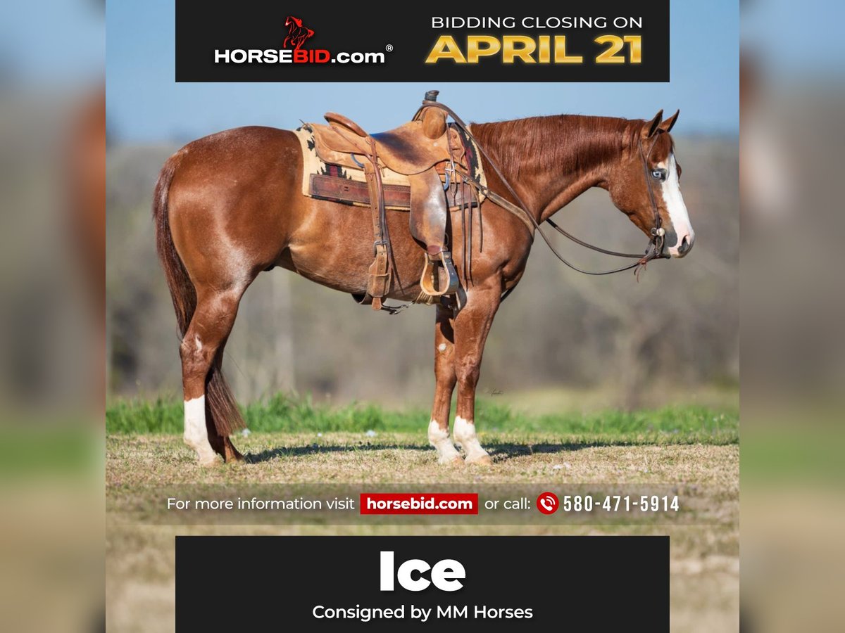 American Quarter Horse Wallach 4 Jahre 152 cm in Cave Creek, AZ