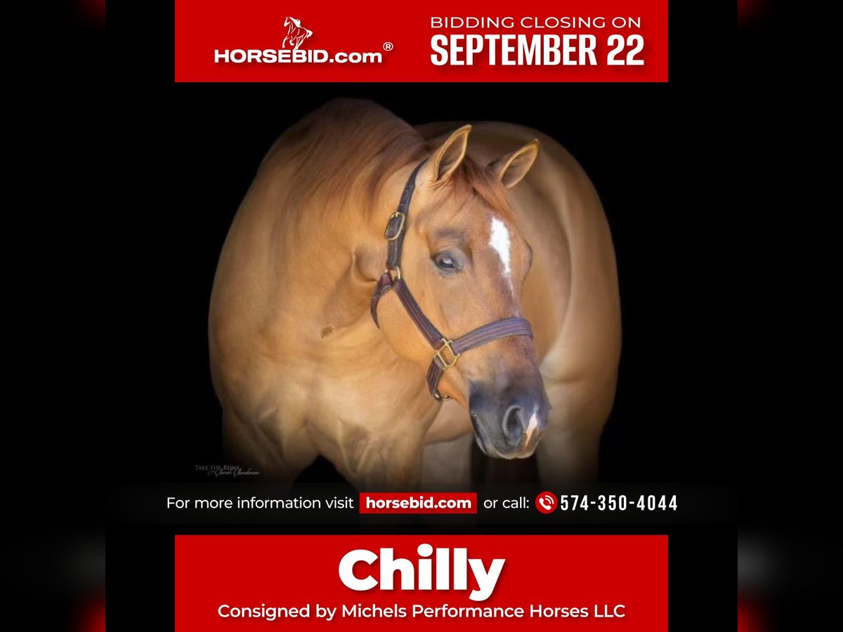 American Quarter Horse Wallach 4 Jahre 152 cm Red Dun in Cottage Grove