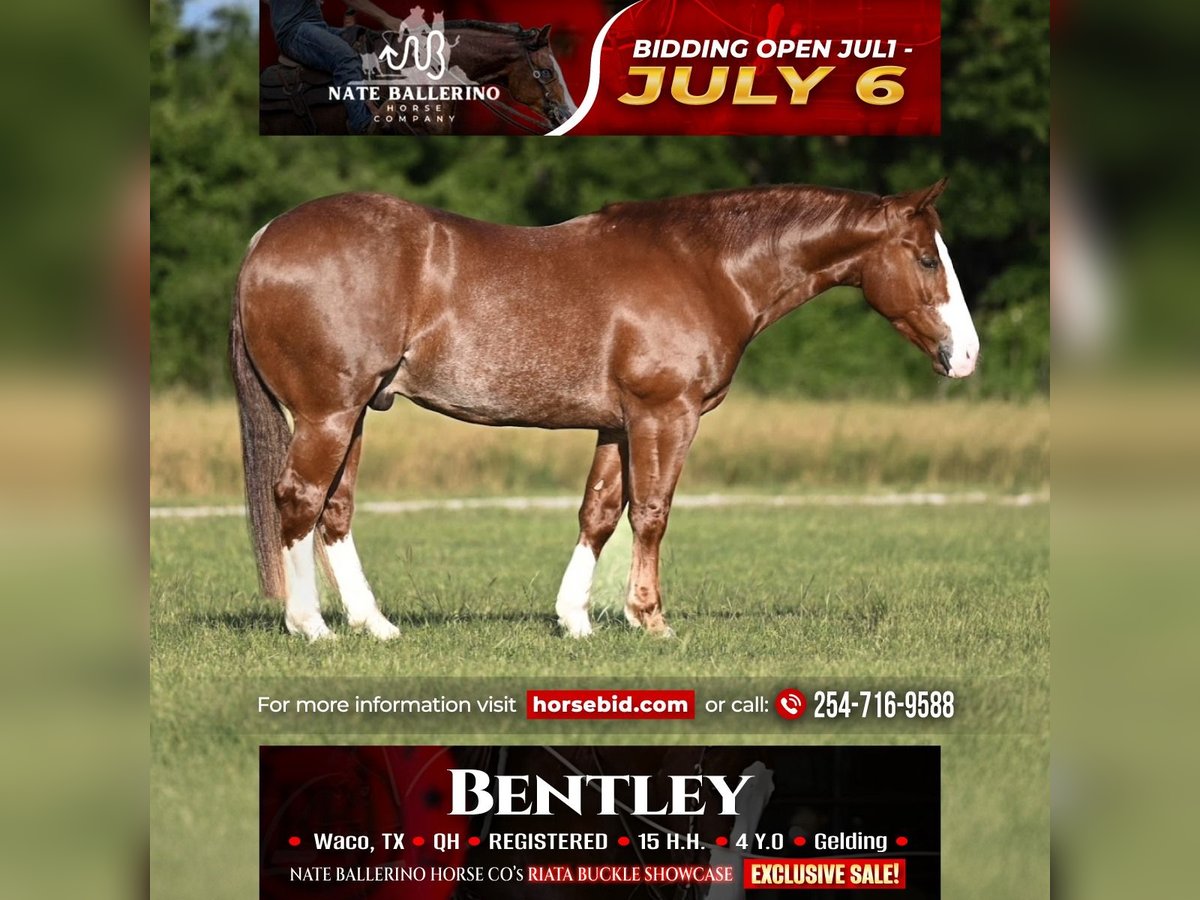 American Quarter Horse Wallach 4 Jahre 152 cm Rotfuchs in Waco