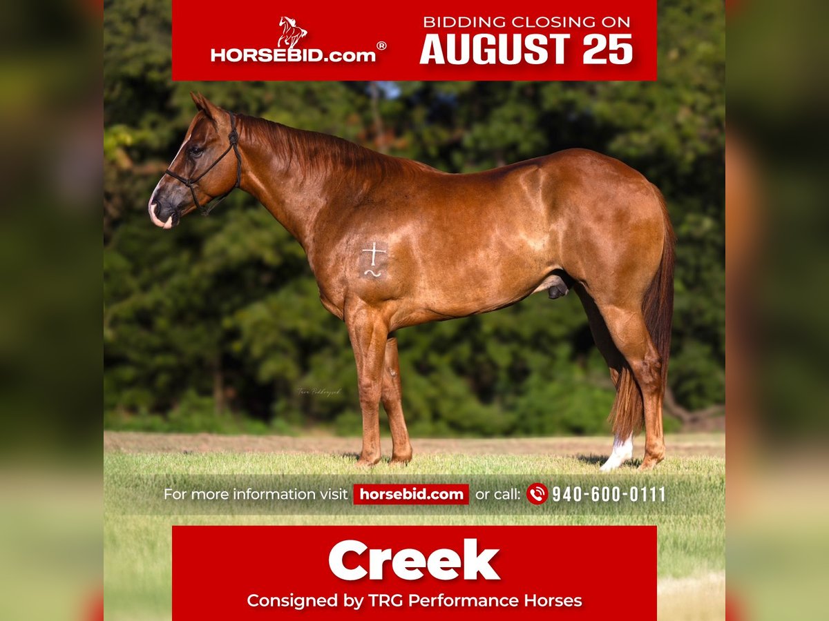 American Quarter Horse Wallach 4 Jahre 152 cm Rotfuchs in Valley View