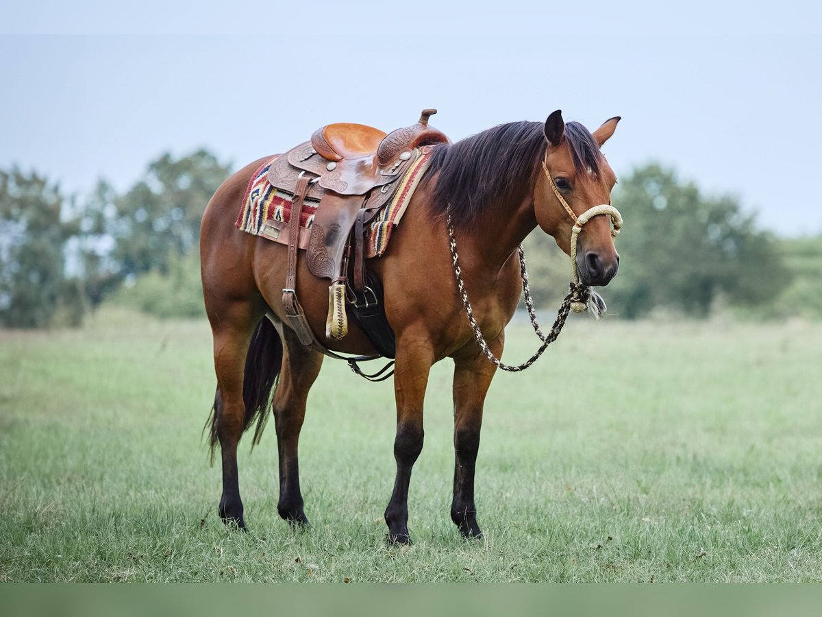 American Quarter Horse Wallach 4 Jahre 153 cm Brauner in München