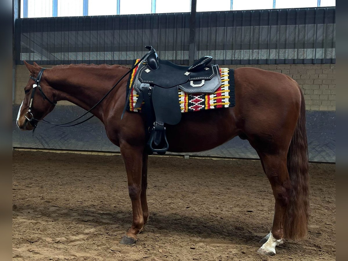 American Quarter Horse Wallach 4 Jahre 153 cm Rotfuchs in Bad Hersfeld