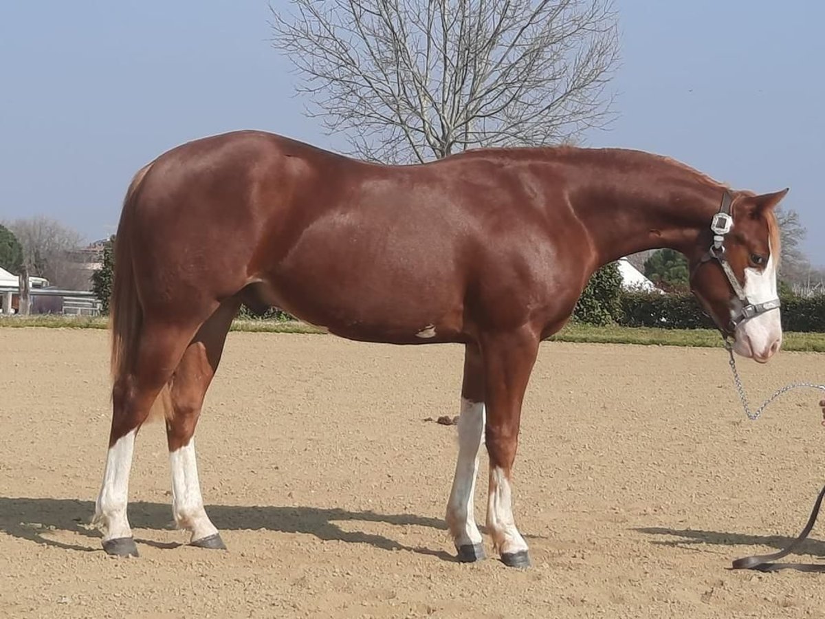 American Quarter Horse Wallach 4 Jahre 154 cm in Cassano D&#x27;Adda
