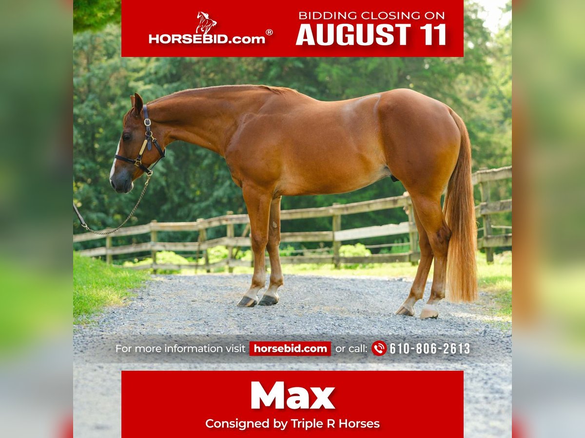 American Quarter Horse Wallach 4 Jahre 155 cm Dunkelfuchs in New Holland