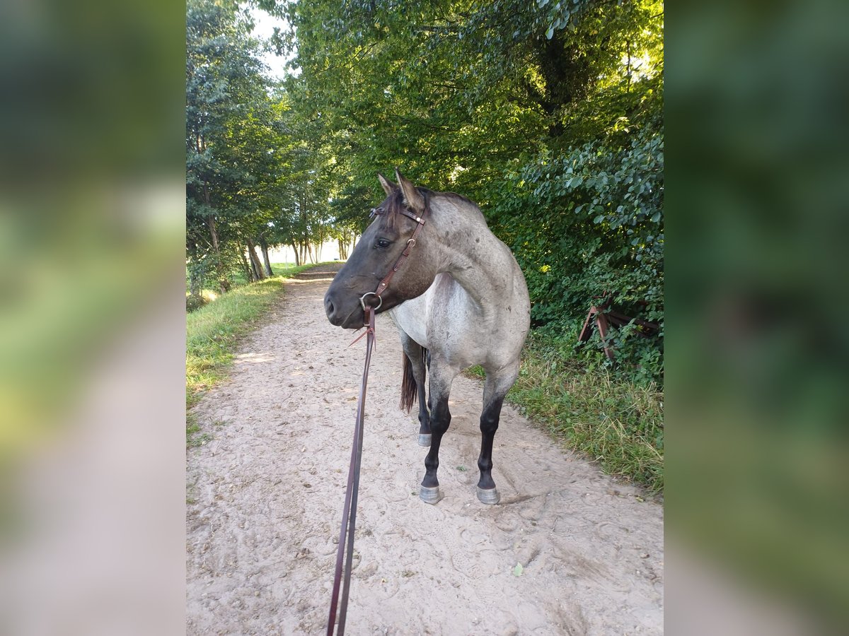 American Quarter Horse Wallach 4 Jahre 155 cm Grullo in Tornesch