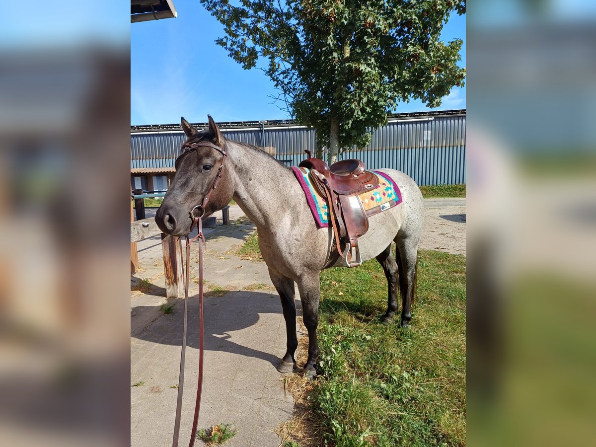 American Quarter Horse Wallach 4 Jahre 155 cm Grullo in Tornesch