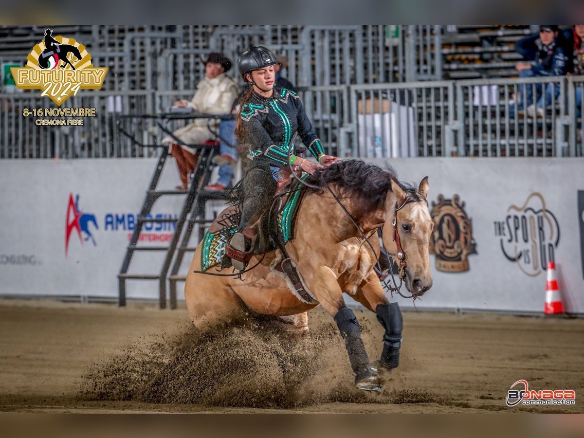 American Quarter Horse Wallach 4 Jahre 155 cm Hellbrauner in Firenze