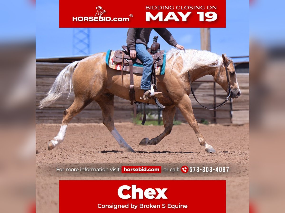 American Quarter Horse Wallach 4 Jahre 155 cm Palomino in Marshall, MO