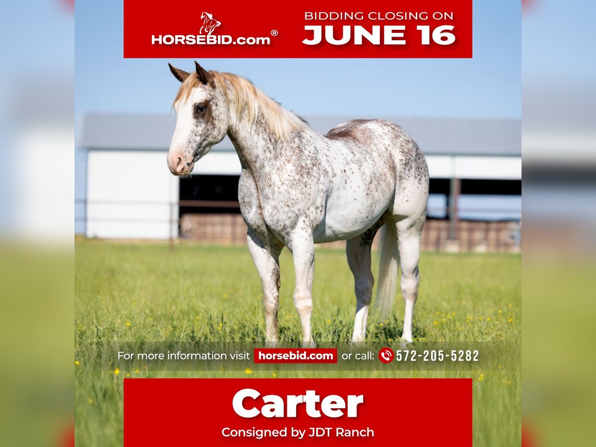 American Quarter Horse Wallach 4 Jahre 155 cm in Crescent, OK