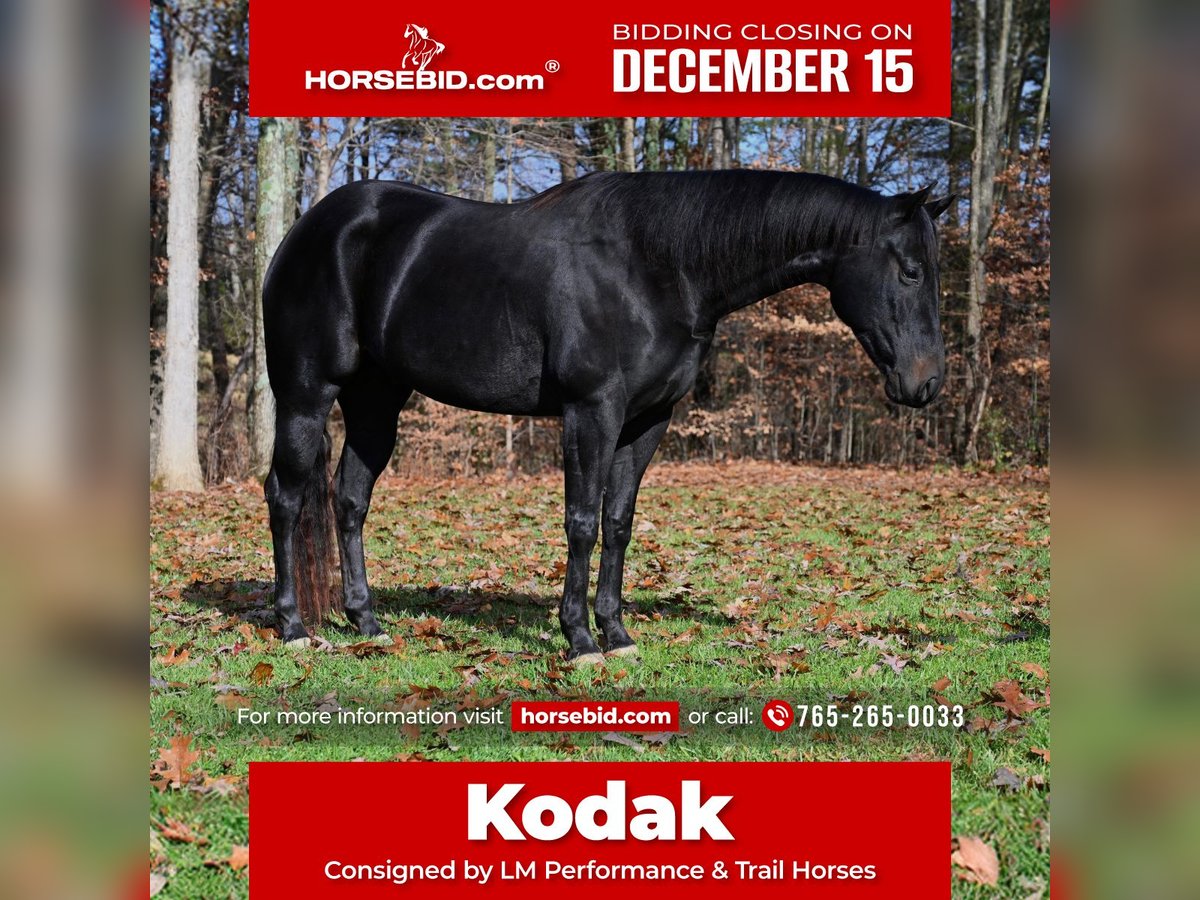 American Quarter Horse Wallach 4 Jahre 155 cm Rappe in Batesville